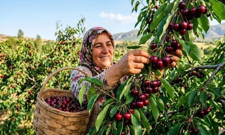 Kirazın fiyatını 5 katına çıkaracak hamle: Malatyada hayata geçiyor