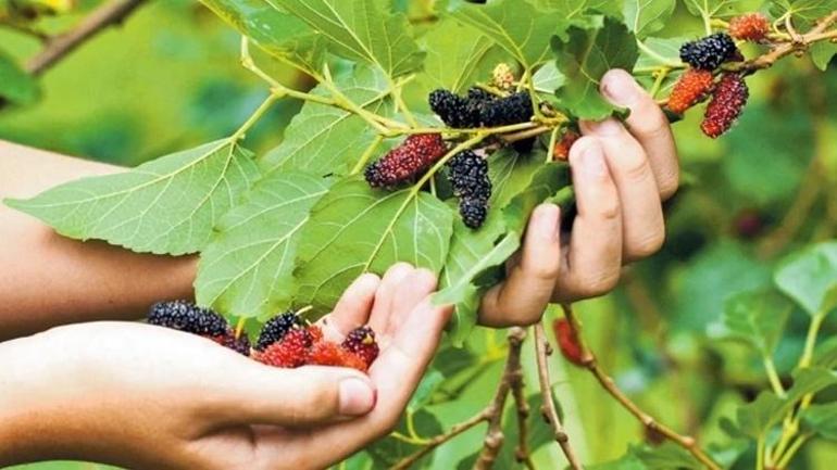 Türkiyede ağaçta kalıyor, ABD bu Türk meyvesi için sıraya girdi: İki kategoride pazarlanıyor
