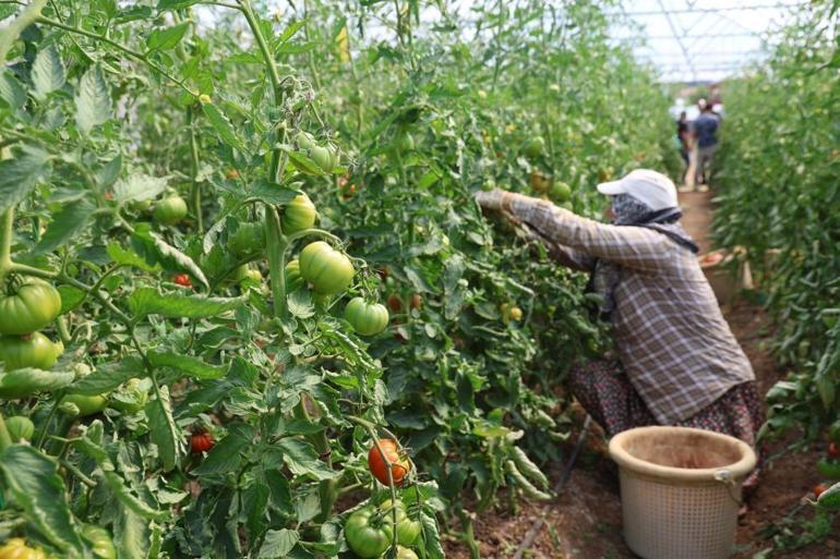 Adanalı baba-kız bin 500 rakımda sera kurdu Şimdi tonlarca ürün alacaklar