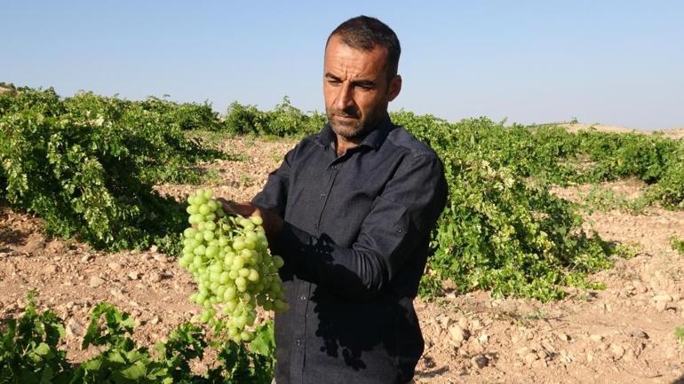 Anadolunun unutulan lezzeti tahannebi Malatyada yeniden ekonomiye kazandırılıyor