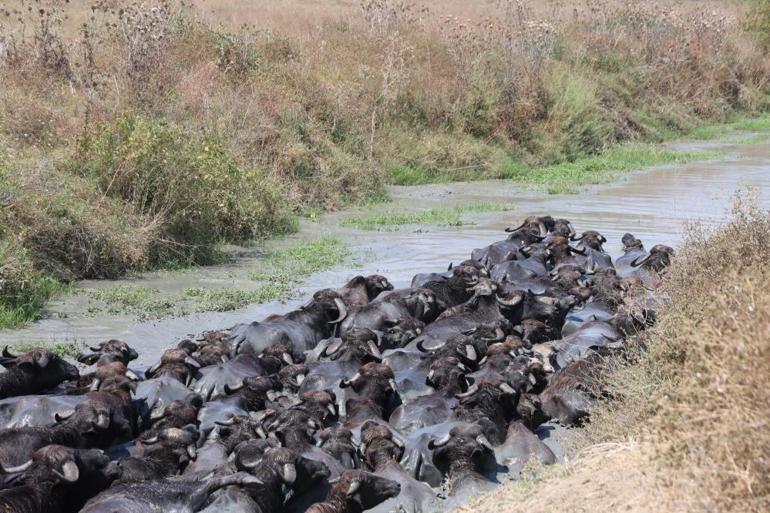 Burası Afrika değil Adana Sıcaktan bunalan hayvanlar derede serinledi