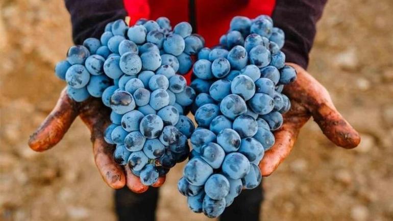 Çalkarası üzümü için Denizlide dev destek 285 milyonu buldu