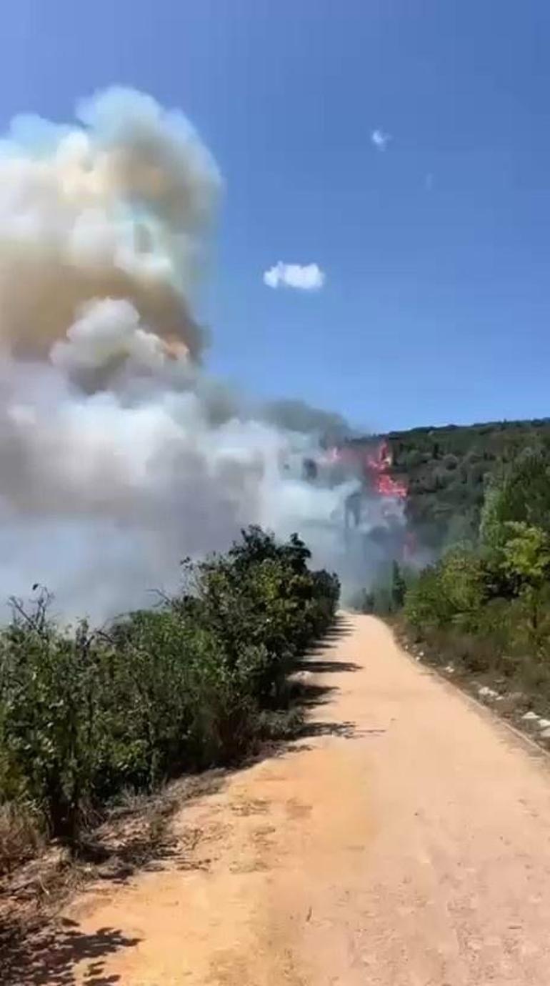 Kocaelide ormanda yangın: Ekipler bölgeye sevk edildi