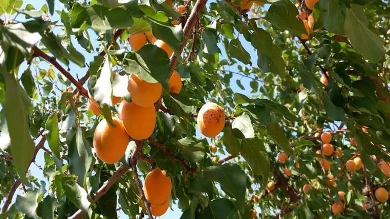 Kayseride hasat zamanı başladı Bahçesi Malatyayı aratmadı