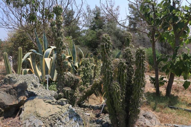 Patagonya değil Adana Çukurova’nın kavurucu sıcağında yetişiyor
