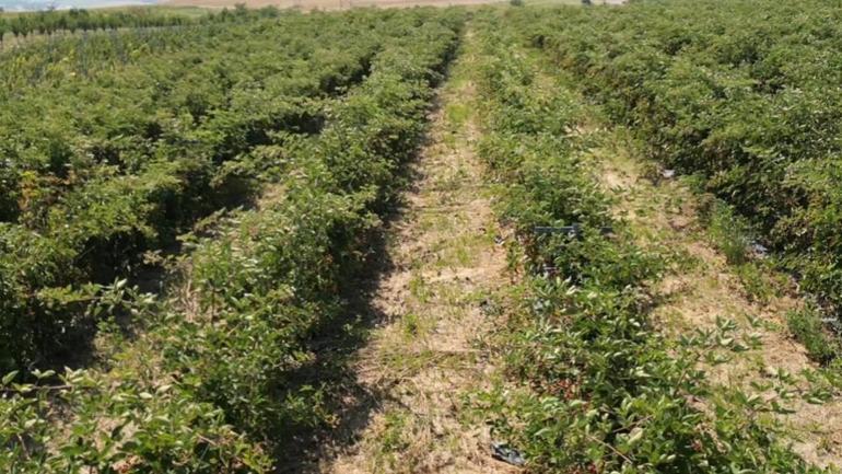 Tekirdağda yeni tarım rotası Kazanç beklentisi yüksek, hedef ihraç etmek