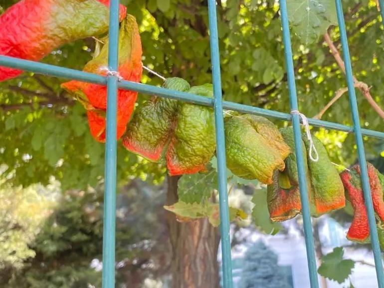 Diyarbakırda sezonu başladı: Lüks sitelerin tel örgülerinde sergileniyor