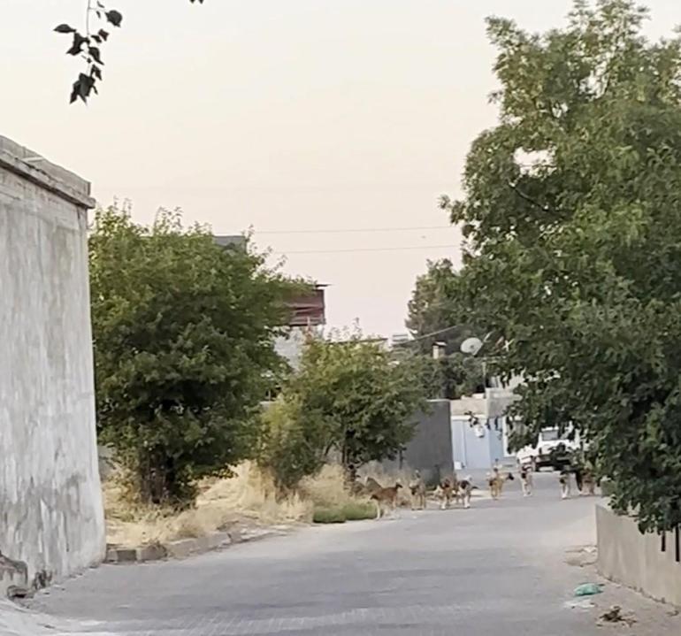 Gaziantepte tedirgin eden görüntü Başıboş sokak köpekleri sürü halinde