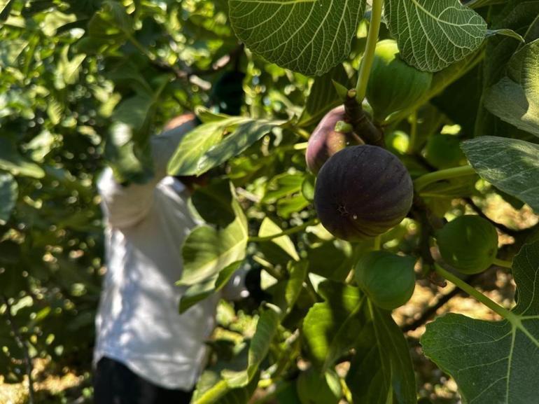 Avrupanın gözde meyvelerinden biri Fiyatı 200 liradan 60 liraya kadar düştü