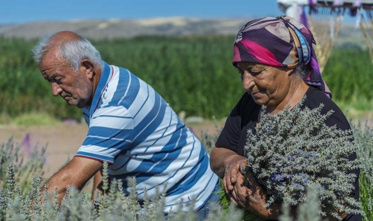 Üretici umutla yetiştirdi, gözyaşlarıyla anlattı Yaşlı çiftin lavanta bahçesindeki hüzünlü bekleyişi