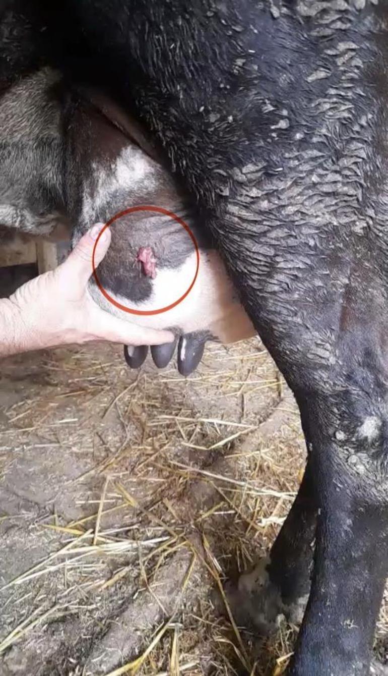 Ayva dalı cinayetinde akıllara gelmeyecek gelişme İneğin memesi davanın seyrini değiştirecek