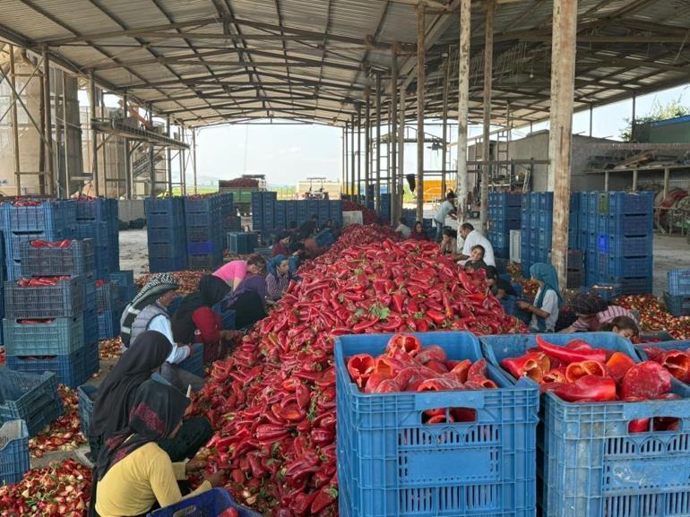Fabrikaların fiyat düşürmek için ürün alımını geciktirdiği iddiası 18 liraya kadar düştü