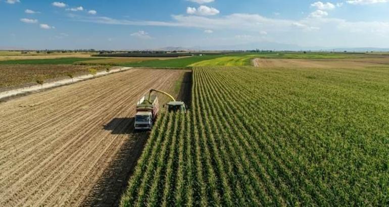 Tarladan markete fiyat 8 kat artıyor: Eylülde fiyatlar daha da düşecek, bolluk olacak