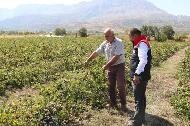 Erzincan’da tarımsal üretimde bitki deseni çeşitliliği artıyor Şehirde aronya hasadı yaklaşıyor