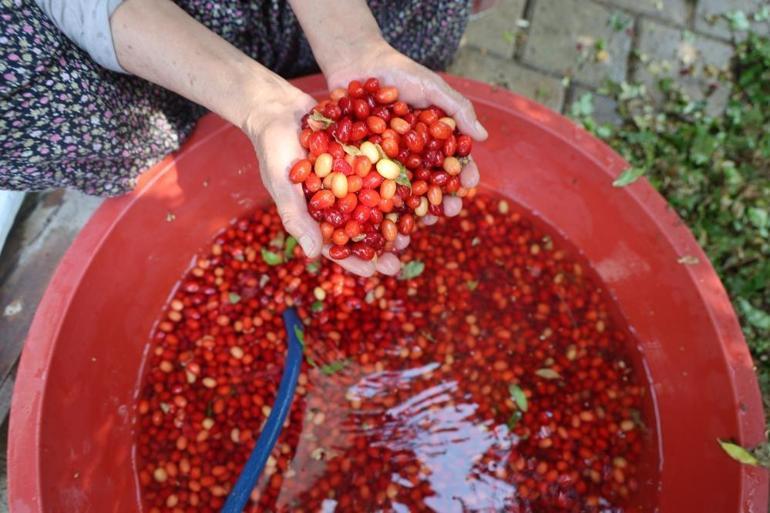Adanaya özgü üründe mesai başladı Dalında 100 lira, işlenince fiyatı bin liraya çıkıyor