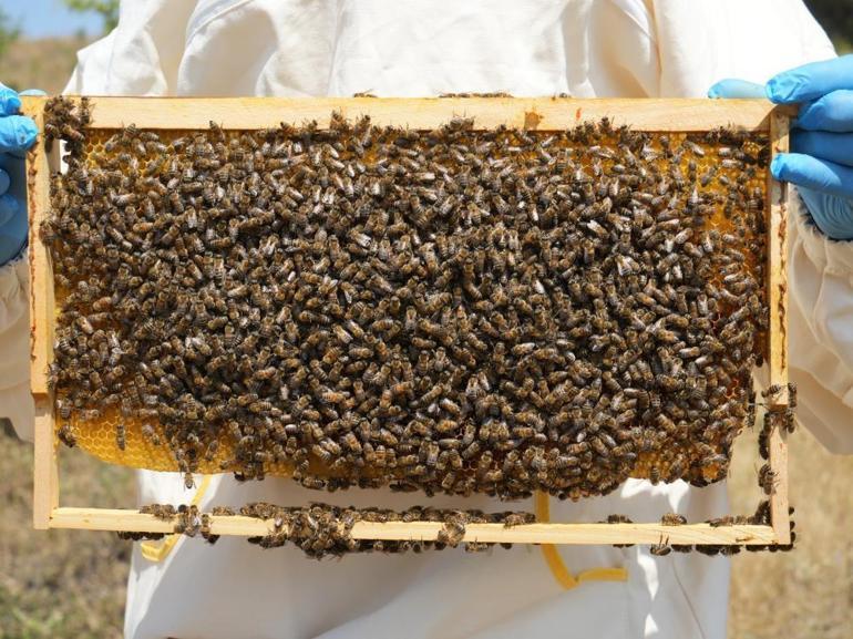200 tonun üzerinde çiçek balı hasat edildi İlkbahar yağışları verimi düşürdü