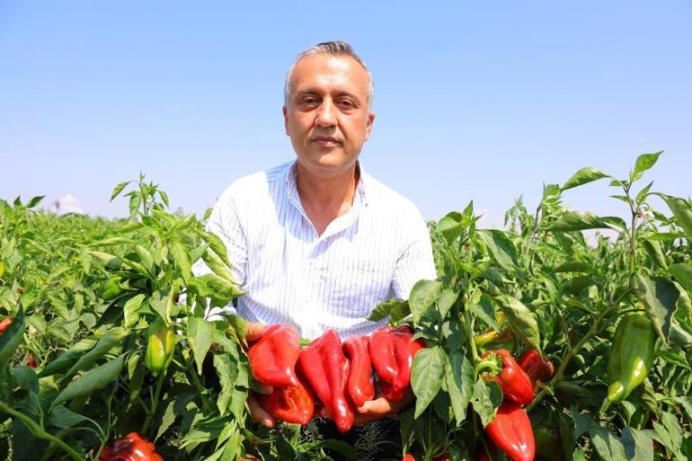 Hem yeniyor hem de salça yapılıyor Fiyatlar şu an en dipte, vatandaşlar poşet poşet alacak