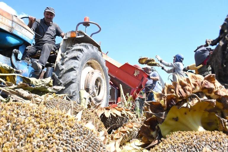 Sezonun ilk çerezlik ayçiçeği hasadı başladı Üreticiler umutlu