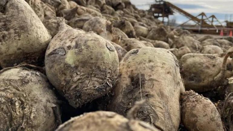 Çiftçinin beklediği rakam belli oldu: Şeker pancarında kritik açıklama bekleniyor