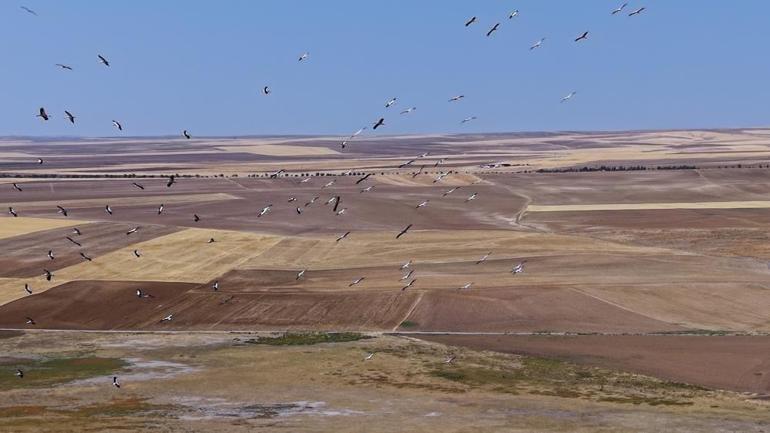 Konya’nın o ilçesinde gökyüzü leyleklerle doldu O anlar havadan görüntülendi