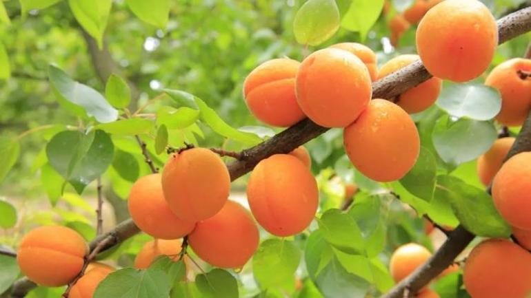 Malatyada kaç tür kayısı var Sarı altını kimse böyle beklemiyordu