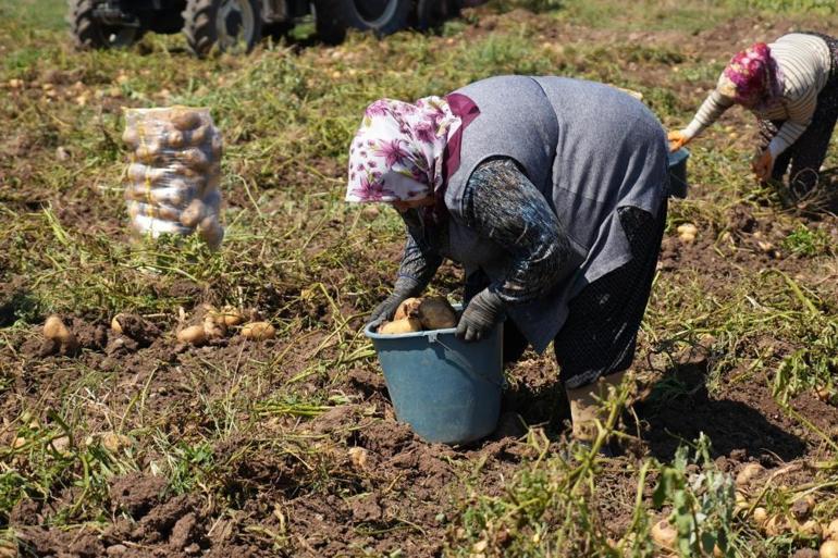 Boluda zorlu hasat mesaisi başladı Tarlada 24 lira ama vatandaş 45 liradan alıyor