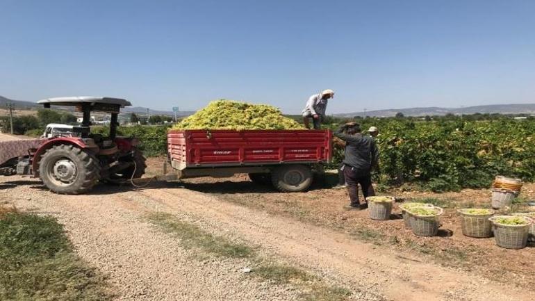 Kötü haber tarlaya erken geldi: Denizlide çiftçi fiyatı duyunca kulaklarına inanamadı