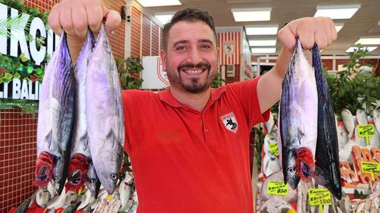 Karadenizde palamut patlaması Fiyatlar dibi gördü