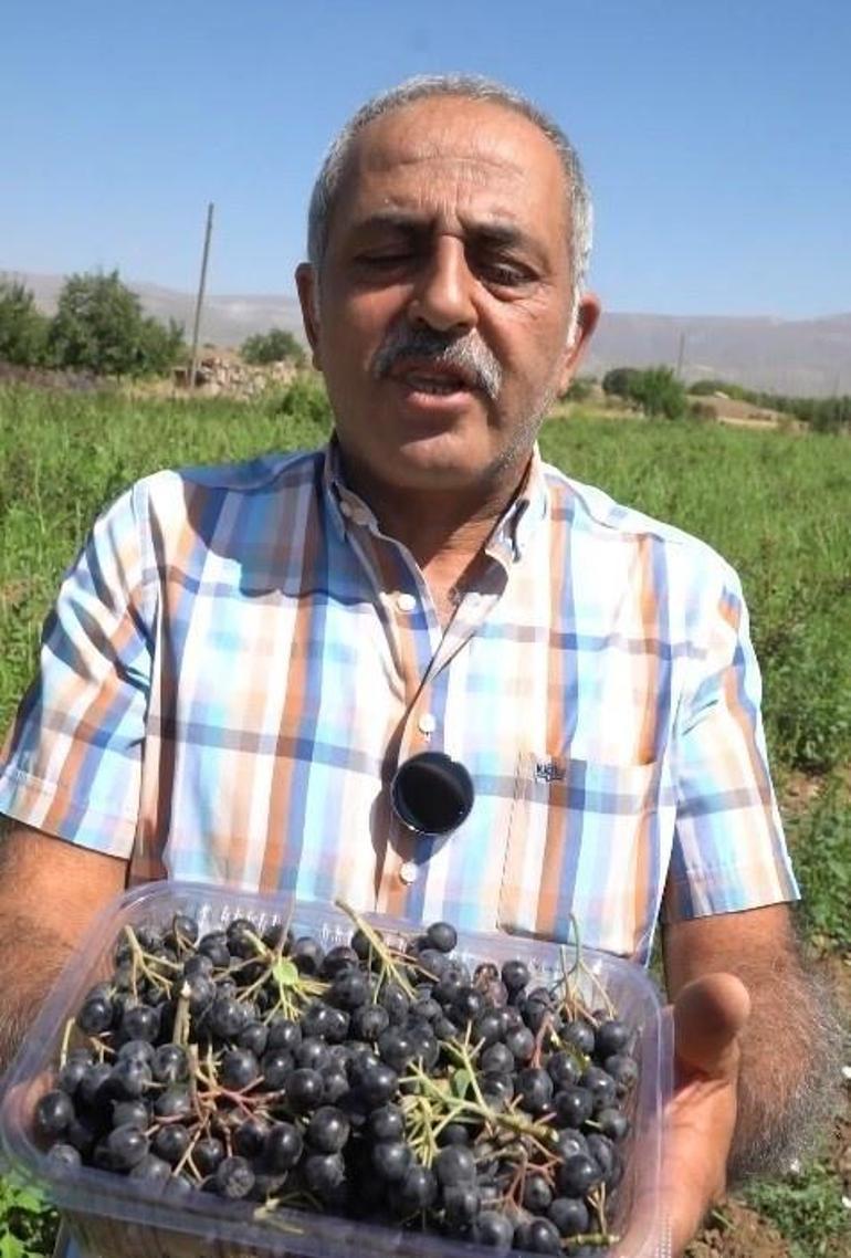 Bir kepçe dondurmasını yedi, üreticisi oldu: Erzincanda tadı için bahçe kurdu