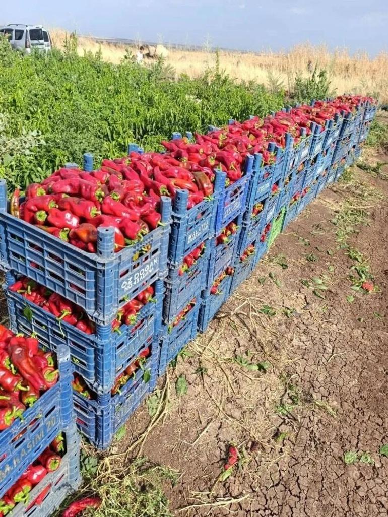 Urfanın acısına fiyat dayanmıyor: Gelenek başladı, tezgahta yerini aldı