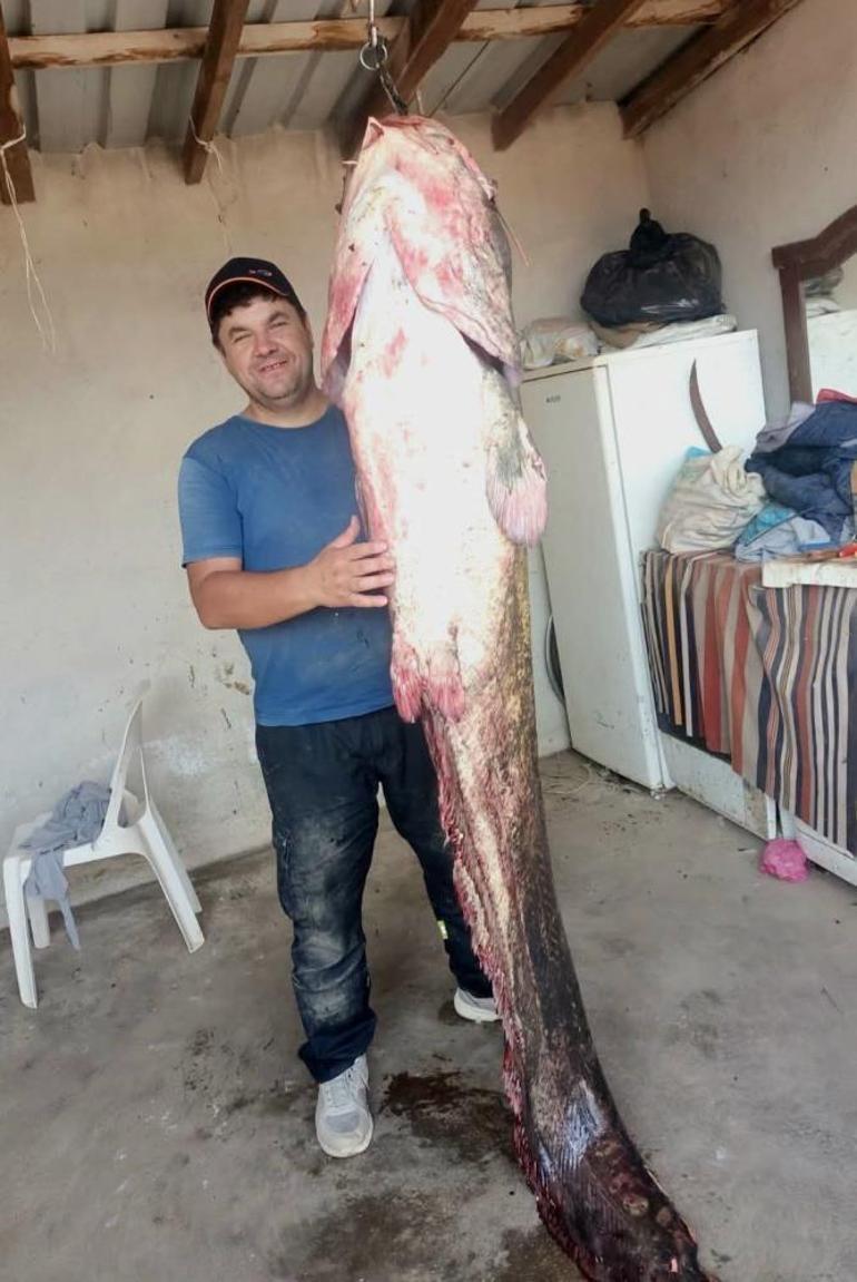 Meriçte yakalanan 2 metre 45 santimetrelik dev yayın balığı görenleri şaşırttı