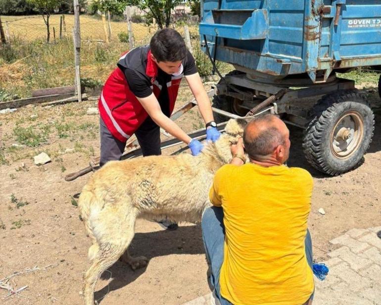 Köpek sahiplerine uyarı Kayıt yaptırmayana 10 bin, ter edene 108 bin TL ceza