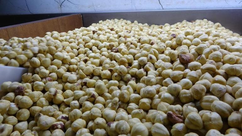 Fındıkta hasat sezonu tamamlandı Kalitesi yine üst düzey