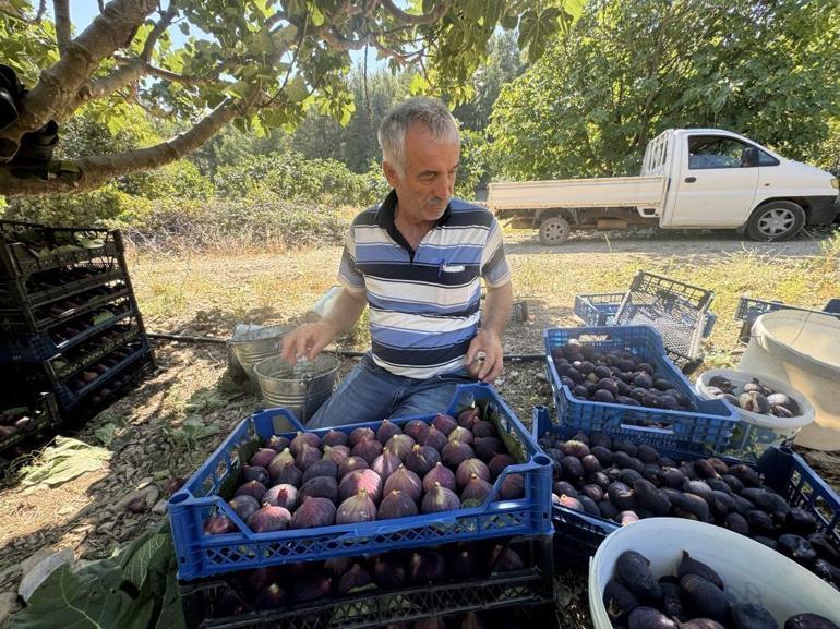 Antalyada geciken hasat düşük rekolteye sebep oldu Fiyatı halen 50 lira seviyesinde