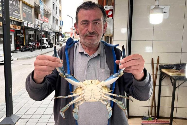 Karadenizde balıkçıların ağına takıldı: Vatandaşlar fotoğraf çekmek için akın etti