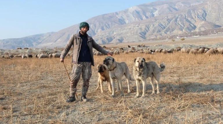 Köpeği fark etti, çoban Erzincanın dağlarında gördü: 25 yıldır aynı sahne