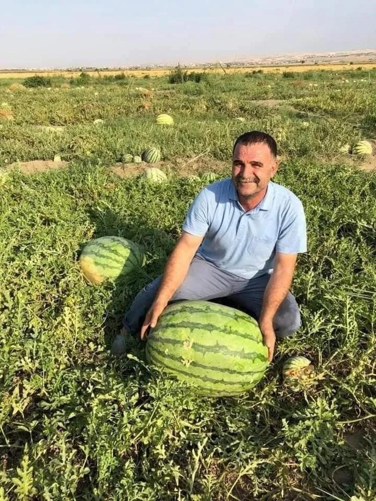 Ünlü Diyarbakır Karpuzları festivale hazırlanıyor
