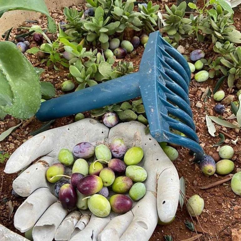 Zeytin hasadı başladı, üreticiye maliyeti belli oldu Gerçek zeytinyağının fiyatını açıkladı