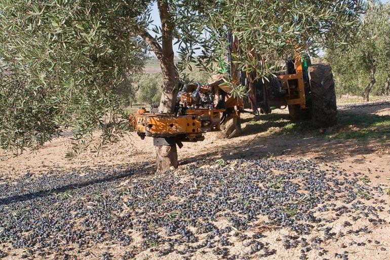 Zeytin hasadı başladı, üreticiye maliyeti belli oldu Gerçek zeytinyağının fiyatını açıkladı