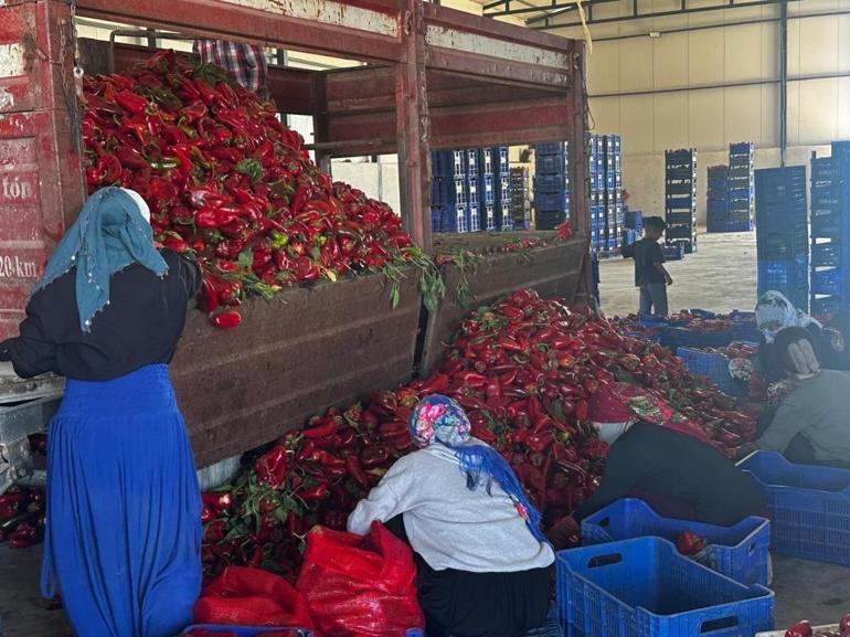 15 liraya alıyorlar, 20 liraya satıyorlar Üreticilerden düşük fiyat isyanı