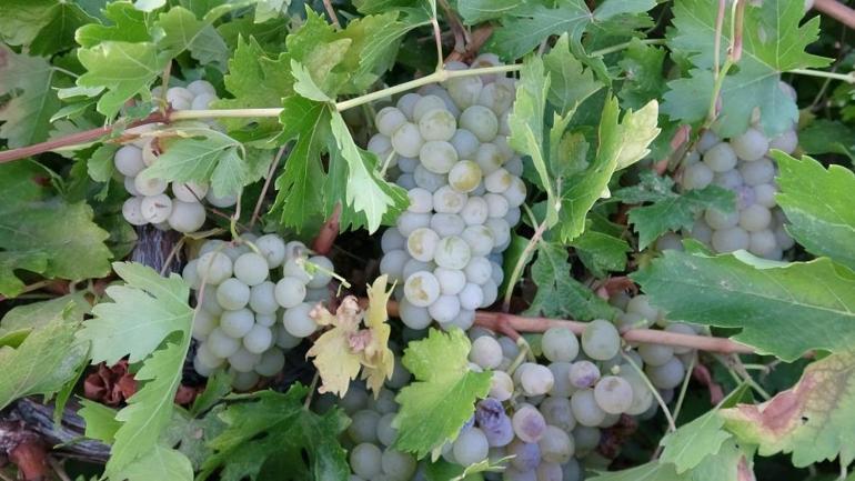 Malatyada üreticinin yüzü güldü Kurusu 600 lira yaşı 100 liradan satılıyor