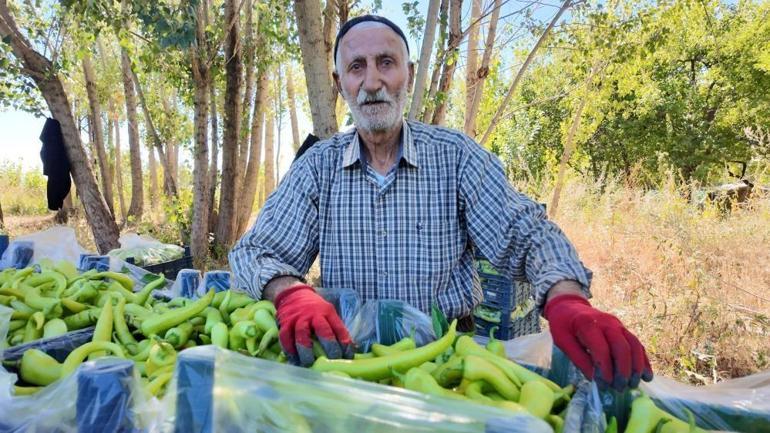 86 yaşındaki adam yetiştirdiği biberlerle Vanın ihtiyacını karşılıyor