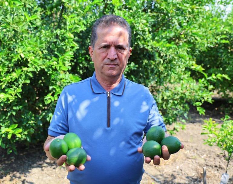 Adanalı limon üreticisinin gözü Rusyada Gemiler gitmeyince hasat yavaşladı