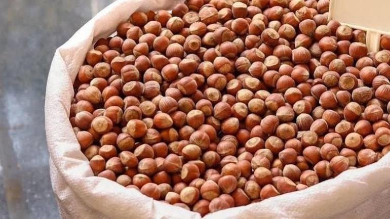 Ordu, Giresun, Trabzon ve Samsunda fındık ne kadar 24 Eylül fındık fiyatları
