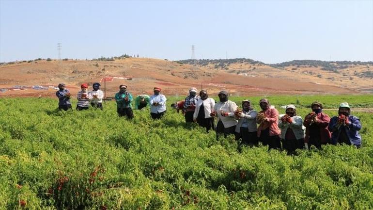 Kiliste Biber Festivali başlıyor