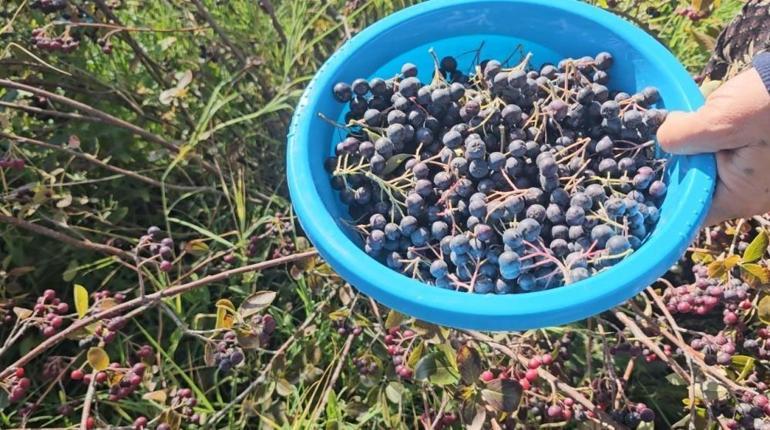Konyada üretiliyor, tek tek toplanıyor Kansere diyabete birebir ürünün fiyatı geçen yılla aynı