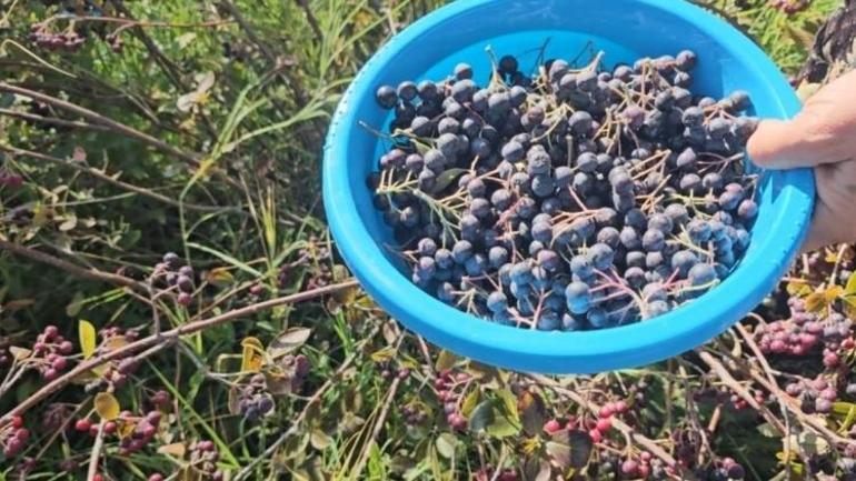 Alternatif üretildi, Konyada tek tek toplanıyor: Kilosu 250 lira