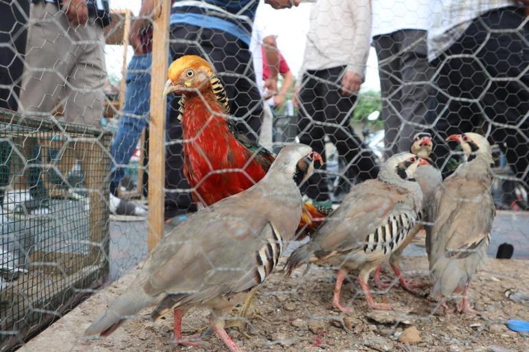 Adanalıların pahalı hobisi Sadece onları izlemek için 20 bin lira veren var
