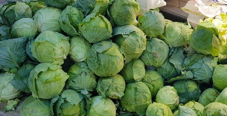 Adı Alucra kelemi, lezzeti diğerlerinden farklı Meşhur lahananın hasadı başladı