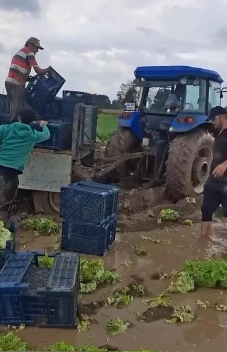 Sakaryada hasat kabusa döndü Köylüler zararda, hepsi çamur oldu